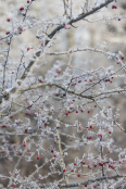 Crataegus monogyna - Hawthorn - January