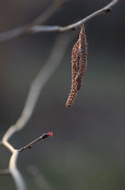 Bud
