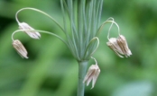 Nectaroscordum siculum