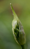 Nectaroscordum siculum syn allium nectaroscordum siculum