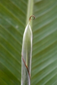 Musa, banana plant