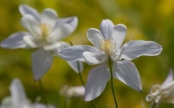 Aquilegia