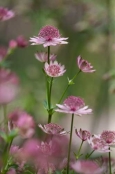 Astrantia