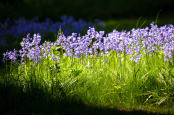 Bluebells