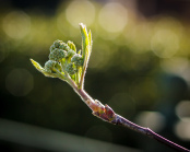 Sorbus Aucuparia