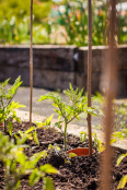 Golden Hill Community Garden