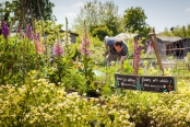 Golden Hill Community Garden