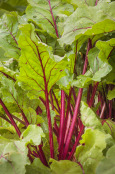 Red Chard in the walled garden