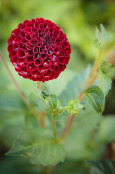 Dahlia after the rain