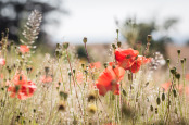 Wild Flower Meadow