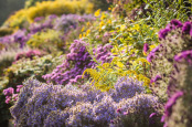 Autumn colour in the herbaceous border, Waterperry Gardens