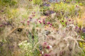 The One Show Garden