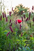 A poppy with sanguisorbas