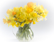 A variety of narcissi