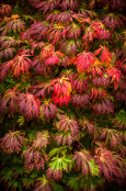 Acer japonicum 'Aconitifolium' Full Moon Maple