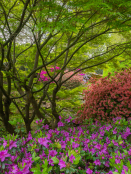 Acer and Azalea