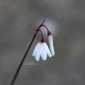 Acis autumnalis