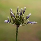 Agapanthus 'Twister'