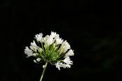 Agapanthus