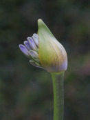 Agapanthus emerging