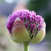 Allium 'Ambassador'