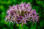 Allium 