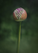 Allium 'Purple Rain'