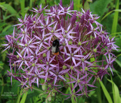 Allium cristophii with visiting bumble bee