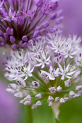 Allium hollandicum