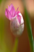 Allium ostrowskianum