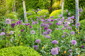 Alliums in a Country Garden
