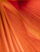 Amaryllis