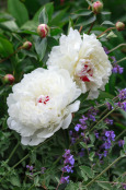 Paeonia 'Festiva Maxima'