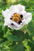 Paeonia rockii - tree peony