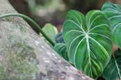 Philodendron melanochrysum