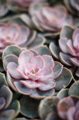 Echeveria Grouping