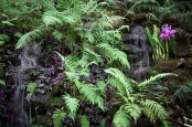 Waterfall in Subtropical Garden Planted with Ferns and Cattleya