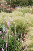 Grasses with veronica and scabiosa