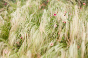 Deschampsia cespitosa 'Goldtau' with pink cosmos