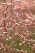 Wave of Sea Lavender