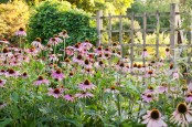 Lingering Echinacea Purpurea in Autum Border