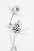 Hoar frosted sea holly - Eryngium planum
