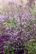 Thalictrum 'Splendide'