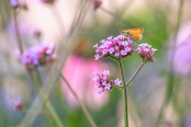 A Small Skipper on Verbena bonariensis 'Lollipop'