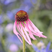 Echinacea pallida