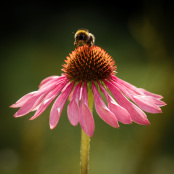 Echinacea purpurea