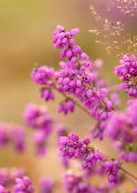 Erica cinerea