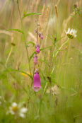 Digitalis purpurea