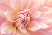 Dahlia Close-up