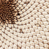 Sunflower Seed Head Close-up